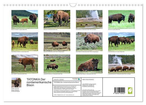Produktbild: TATONKA Der nordamerikanische Bison (Wandkalender 2026 DIN A3 quer), CALVENDO Monatskalender