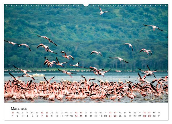 Produktbild: Kenia - Eine Safari durch unber&uuml;hrte Natur. (Wandkalender 2026 DIN A2 quer), CALVENDO Monatskalender