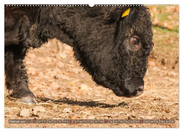 Produktbild: Sch&ouml;ne Schotten - Galloway im Portr&auml;t (Wandkalender 2026 DIN A2 quer), CALVENDO Monatskalender