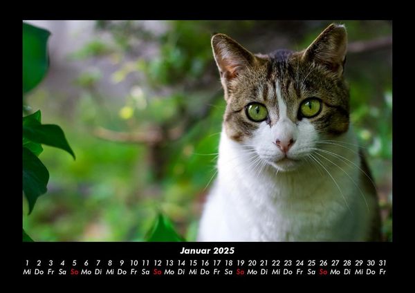 Produktbild: Katzen 2025 Fotokalender DIN A3