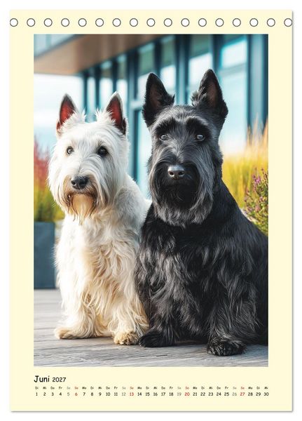 Produktbild: Scottish Terrier. W&uuml;rdevoller und robuster Gentlemen (Tischkalender 2027 DIN A5 hoch), CALVENDO Monatskalender