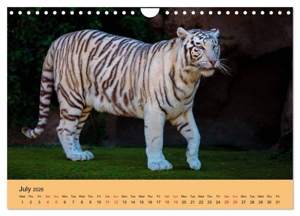 Produktbild: Just Bengal Tigers (Wall Calendar 2026 DIN A4 landscape), CALVENDO 12 Month Wall Calendar