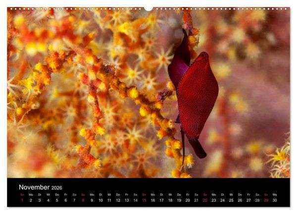 Produktbild: Faszinierendes Leben unter Wasser (Wandkalender 2026 DIN A2 quer), CALVENDO Monatskalender