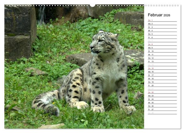 Produktbild: Der Schneeleopard (Wandkalender 2026 DIN A2 quer), CALVENDO Monatskalender