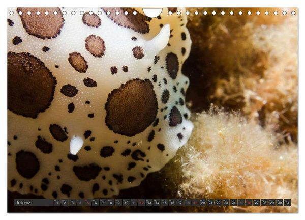Produktbild: Unterwasser - Nacktschnecken 2026 (Wandkalender 2026 DIN A4 quer), CALVENDO Monatskalender