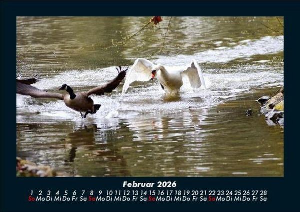 Produktbild: Enten 2026 Fotokalender DIN A5