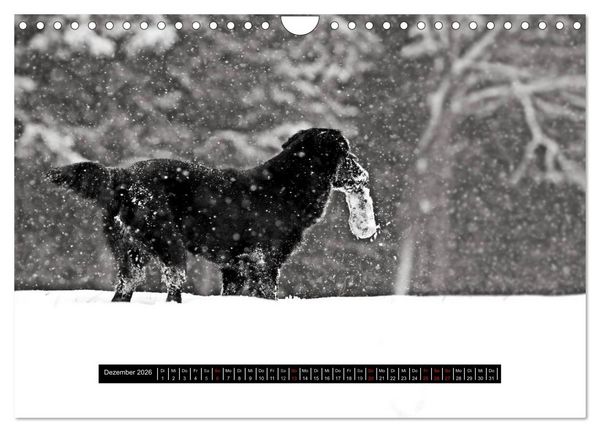 Produktbild: Flatcoated Retriever Black Edition (Wandkalender 2026 DIN A4 quer), CALVENDO Monatskalender