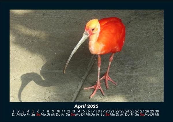 Produktbild: Welt der V&ouml;gel 2025 Fotokalender DIN A5