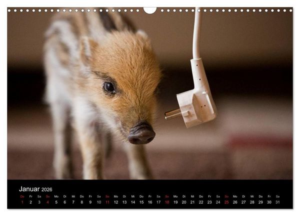 Produktbild: Kleine Schweinereien (Wandkalender 2026 DIN A3 quer), CALVENDO Monatskalender