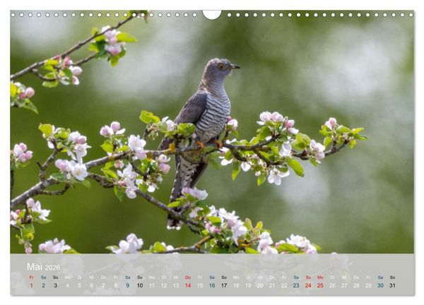 Produktbild: Kuckuck,Kuckuck,rufts aus dem Wald (Wandkalender 2026 DIN A3 quer), CALVENDO Monatskalender