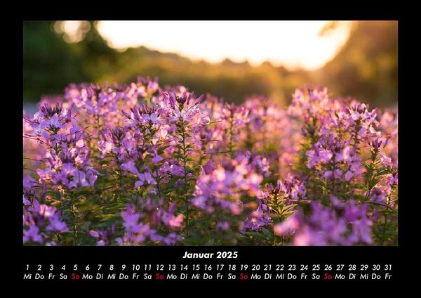Produktbild: Blumenkalender 2025 Fotokalender DIN A3