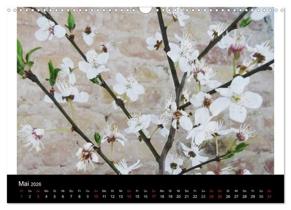 Produktbild: land und leben (Wandkalender 2026 DIN A3 quer), CALVENDO Monatskalender