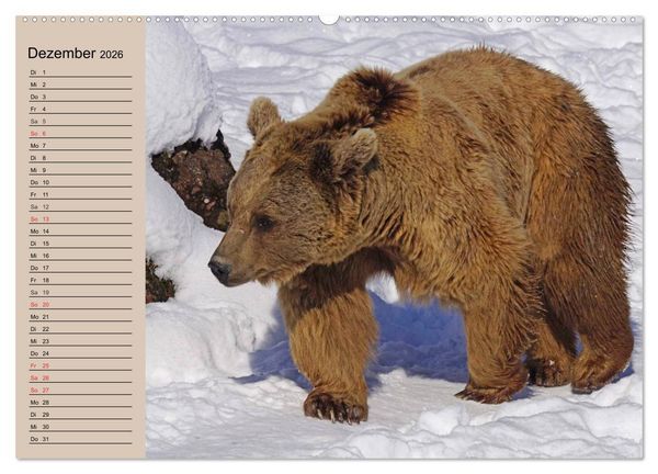 Produktbild: B&auml;ren. Unterwegs mit Meister Petz (hochwertiger Premium Wandkalender 2026 DIN A2 quer), Kunstdruck in Hochglanz