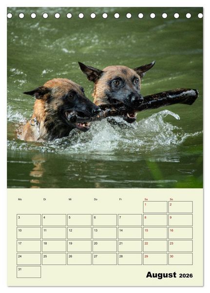 Produktbild: Malinois verl&auml;ssliche Begleiter (Tischkalender 2026 DIN A5 hoch), CALVENDO Monatskalender