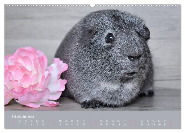 Produktbild: Meerschweinchen Portraits (hochwertiger Premium Wandkalender 2026 DIN A2 quer), Kunstdruck in Hochglanz