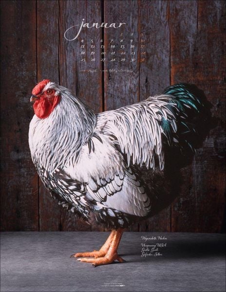 Produktbild: Pretty Chicks Kalender 2027