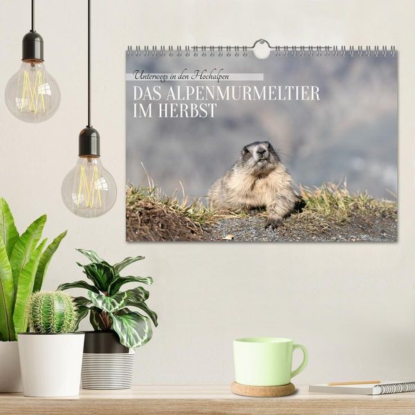 Produktbild: Unterwegs in den Hochalpen - Das Alpenmurmeltier im Herbst (Wandkalender 2026 DIN A4 quer), CALVENDO Monatskalender