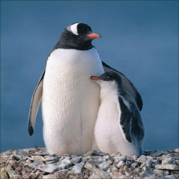 Produktbild: Pinguine 2027