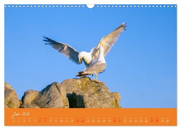 Produktbild: M&ouml;wen die Begleiter an Meer und See (Wandkalender 2026 DIN A3 quer), CALVENDO Monatskalender