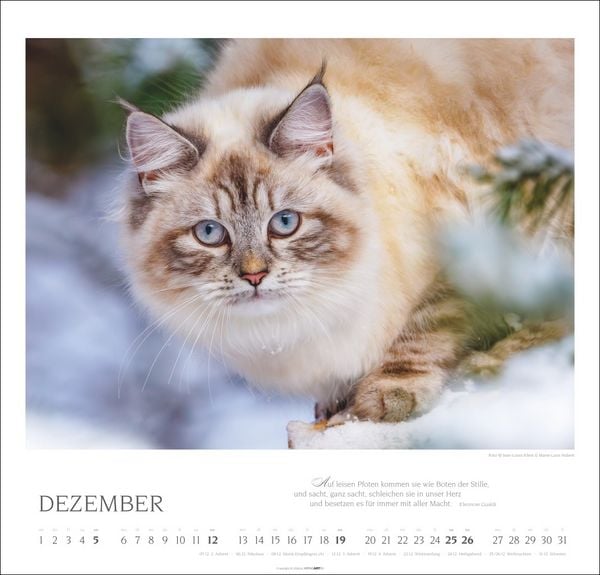 Produktbild: Katzen - Diven auf Samtpfoten Kalender 2027 - Diven auf Samtpfoten