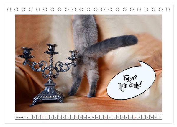 Produktbild: Lustiger Katzenkalender (Tischkalender 2026 DIN A5 quer), CALVENDO Monatskalender