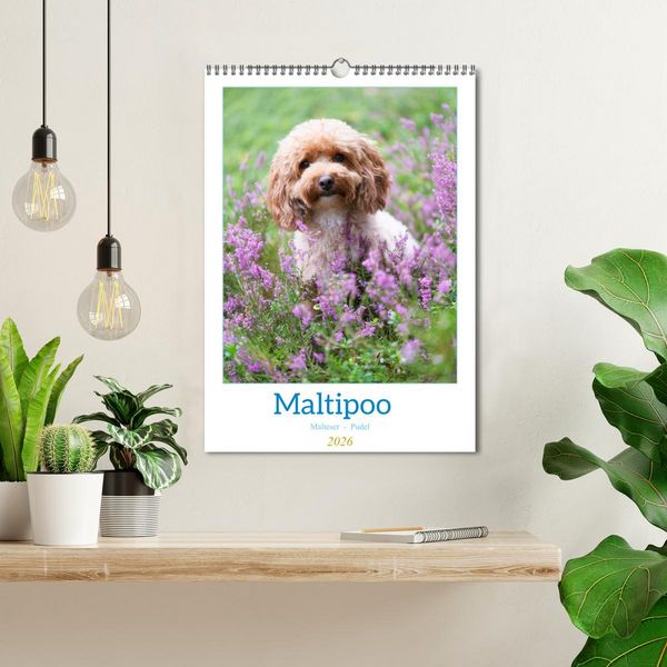 Produktbild: Maltipoo - Malteser - Pudel 2026 (Wandkalender 2026 DIN A3 hoch), CALVENDO Monatskalender