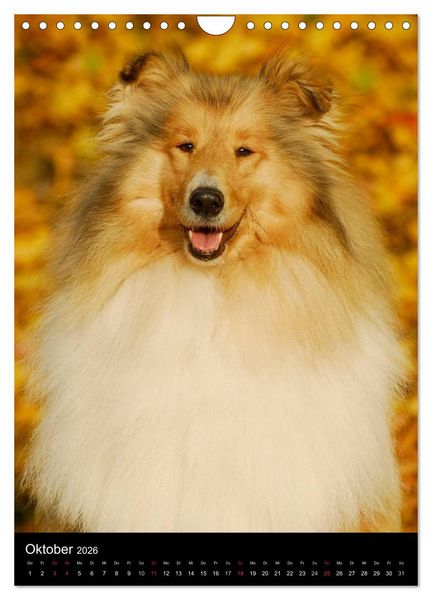 Produktbild: Collie 2026 (Wandkalender 2026 DIN A4 hoch), CALVENDO Monatskalender