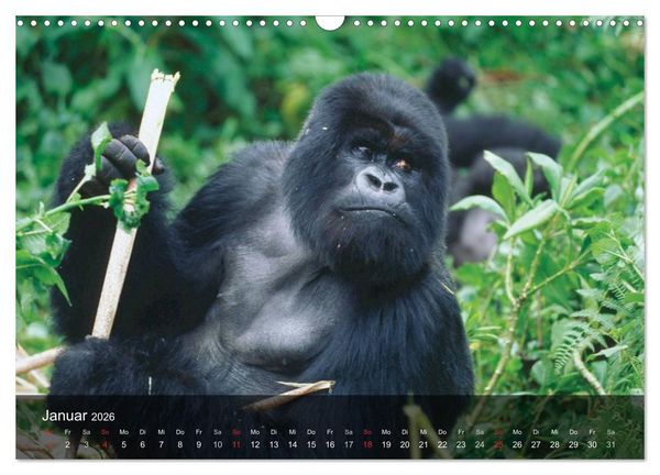Produktbild: Gorillas. Friedliebende Kraftpakete (Wandkalender 2026 DIN A3 quer), CALVENDO Monatskalender
