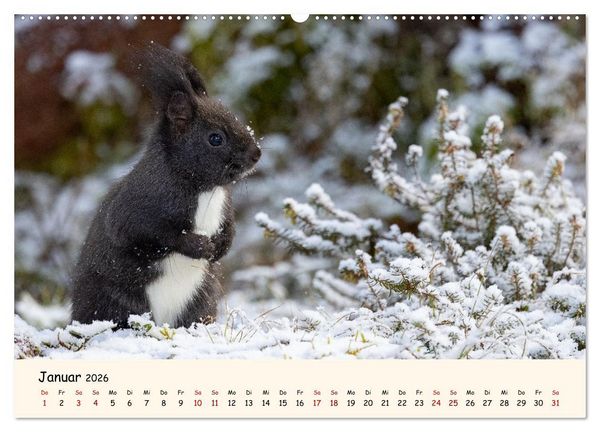 Produktbild: Oachkatzl (Wandkalender 2026 DIN A2 quer), CALVENDO Monatskalender