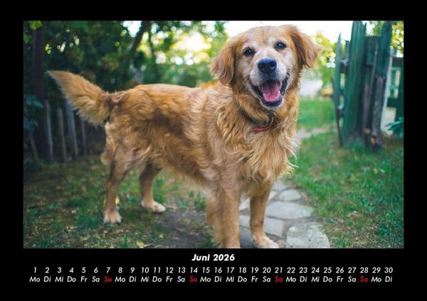 Produktbild: Hundezauber 2026 Fotokalender DIN A3