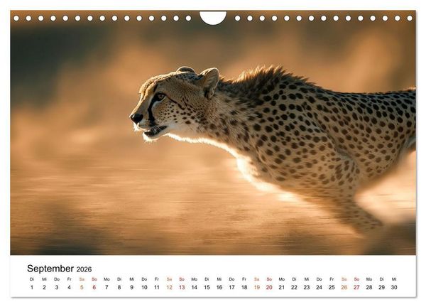 Produktbild: Geparden - Eleganz auf vier Pfoten (Wandkalender 2026 DIN A4 quer), CALVENDO Monatskalender