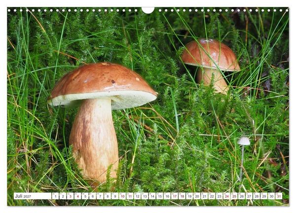 Produktbild: Pilze finden - das ganze Jahr! (Wandkalender 2027 DIN A3 quer), CALVENDO Monatskalender