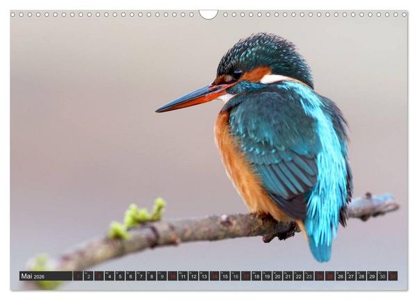 Produktbild: Der Eisvogel (Wandkalender 2026 DIN A3 quer), CALVENDO Monatskalender
