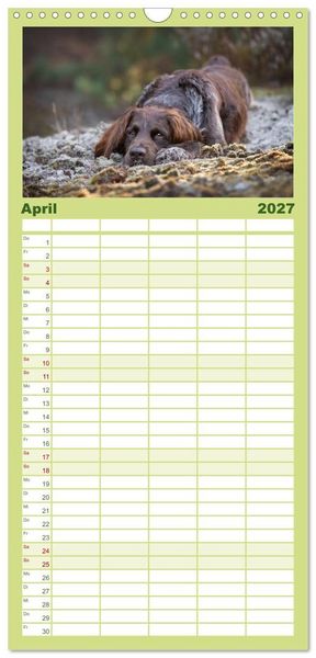 Produktbild: Familienplaner 2027 - Jagdhund im Portrait - Deutsch Langhaar mit 5 Spalten (Wandkalender, 21 x 45 cm) CALVENDO