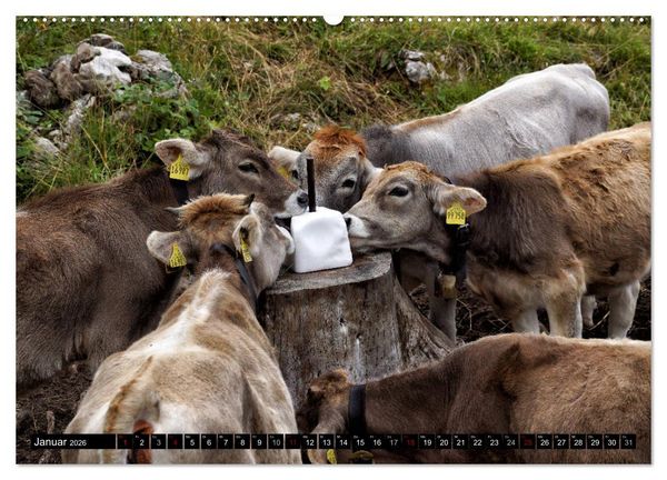 Produktbild: Allg&auml;u - Natur pur (hochwertiger Premium Wandkalender 2026 DIN A2 quer), Kunstdruck in Hochglanz