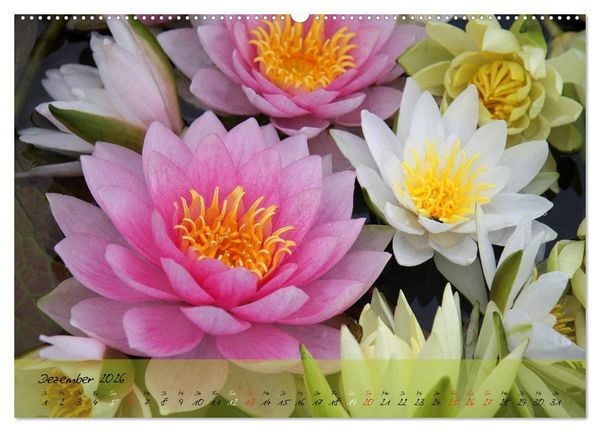 Produktbild: Bl&uuml;ten dicht an dicht (hochwertiger Premium Wandkalender 2026 DIN A2 quer), Kunstdruck in Hochglanz