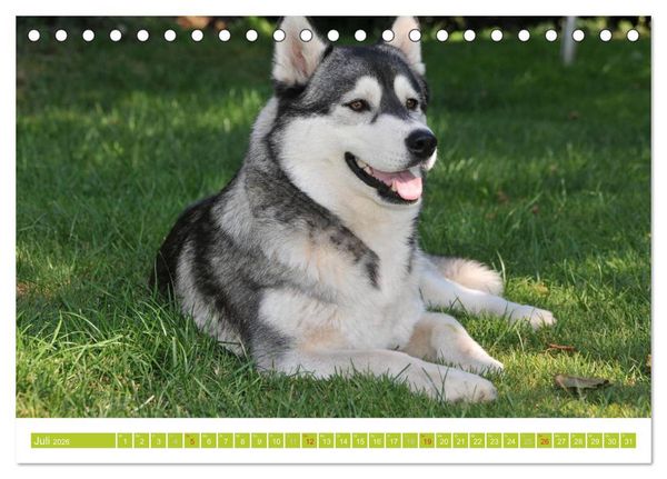 Produktbild: Siberian Husky - der Urtyp (Tischkalender 2026 DIN A5 quer), CALVENDO Monatskalender