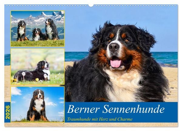 Berner Sennenhunde - Traumhunde mit Charme (Wandkalender 2026 DIN A2 quer), CALVENDO Monatskalender