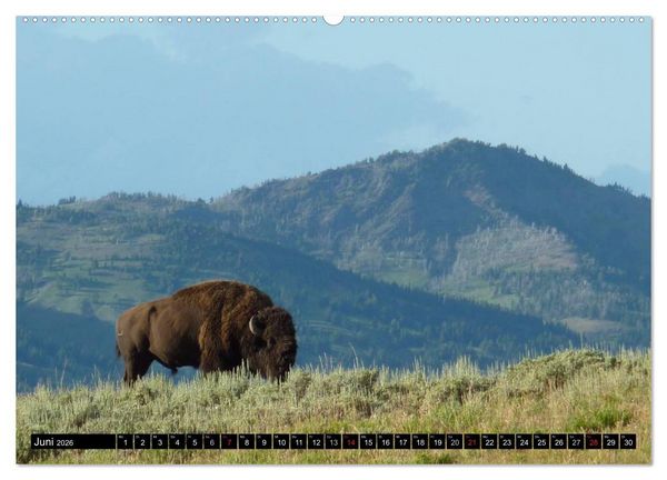 Produktbild: Wisent und Bison (hochwertiger Premium Wandkalender 2026 DIN A2 quer), Kunstdruck in Hochglanz