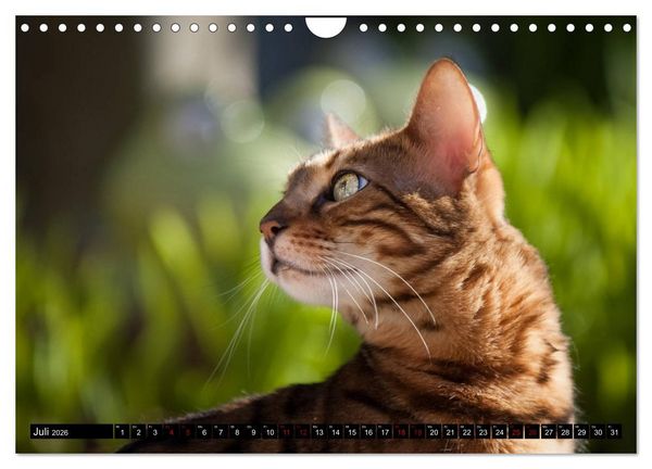 Produktbild: Bengalen Outdoor und Action (Wandkalender 2026 DIN A4 quer), CALVENDO Monatskalender