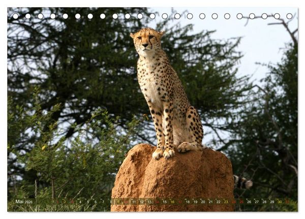 Produktbild: Geparden - Begegnungen in Afrika (Tischkalender 2026 DIN A5 quer), CALVENDO Monatskalender