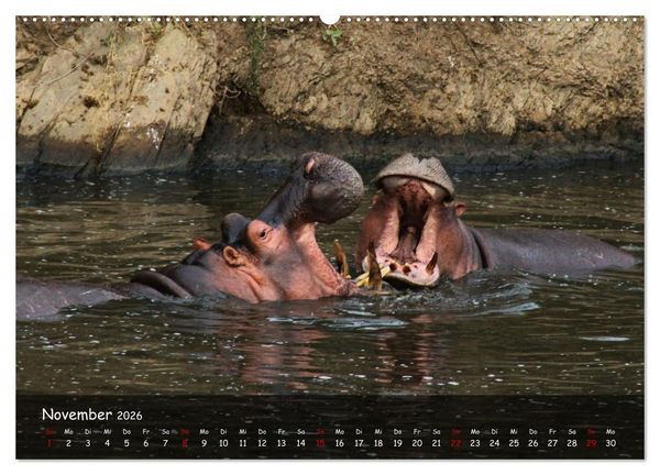 Produktbild: Wildes Ostafrika - Tansania und Kenia hautnah (Wandkalender 2026 DIN A2 quer), CALVENDO Monatskalender