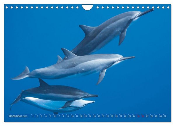 Produktbild: Tauchen: Wunderbares tiefblaues Meer (Wandkalender 2026 DIN A4 quer), CALVENDO Monatskalender