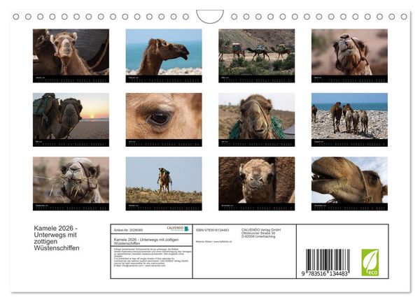Produktbild: Kamele 2026 - Unterwegs mit zottigen W&uuml;stenschiffen (Wandkalender 2026 DIN A4 quer), CALVENDO Monatskalender