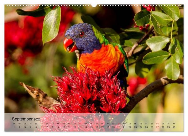 Produktbild: Regenbogen Papageien (hochwertiger Premium Wandkalender 2026 DIN A2 quer), Kunstdruck in Hochglanz