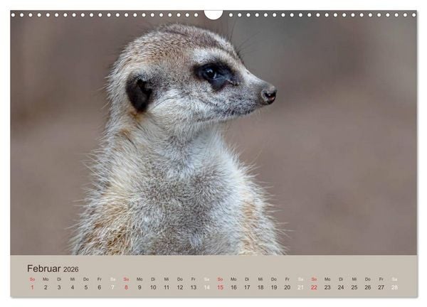 Produktbild: Quirlige Erdm&auml;nnchen (Wandkalender 2026 DIN A3 quer), CALVENDO Monatskalender