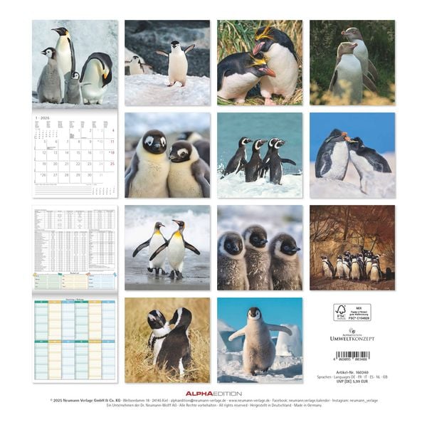 Pinguine 2026 - Broschürenkalender 30x30 cm (30x60 geöffnet) - Kalender mit Platz für Notizen - Penguins - Bildkalender - Wandplaner - Wandkalender