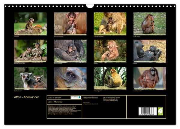 Produktbild: Affen - Affenkinder (Wandkalender 2026 DIN A3 quer), CALVENDO Monatskalender