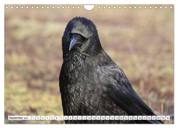 Produktbild: Im Auge der Kr&auml;he (Wandkalender 2027 DIN A4 quer), CALVENDO Monatskalender