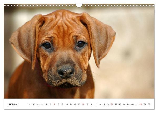 Produktbild: Rhodesian Ridgeback Welpen (Wandkalender 2026 DIN A3 quer), CALVENDO Monatskalender